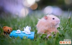 吃避孕药会发胖吗