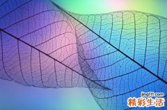 2 西红花的功效