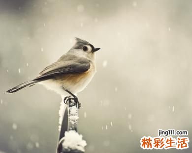 山黃茶