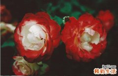 【求婚方式推荐】如何让他加快求婚