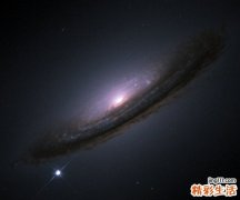 2 鞭叶耳蕨