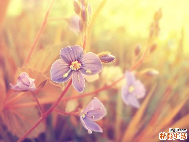 雷诺病的原因是什么