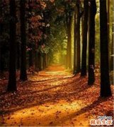 油麦菜的营养价值