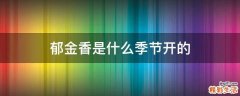 郁金香是什么季节开的