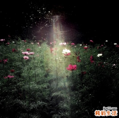 10 蜂蜜的种类及作用