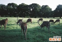 瘊子有什么危害