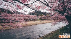 柚子皮用处大 既可做菜也能治冻疮