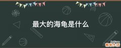 最大的海龟是什么