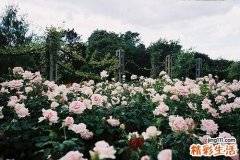春季防脱发吃什么