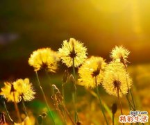 热带性肺嗜酸粒细胞浸润症的诊断