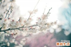陆英果实