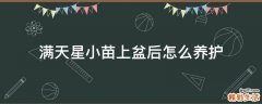 满天星小苗上盆后怎么养护