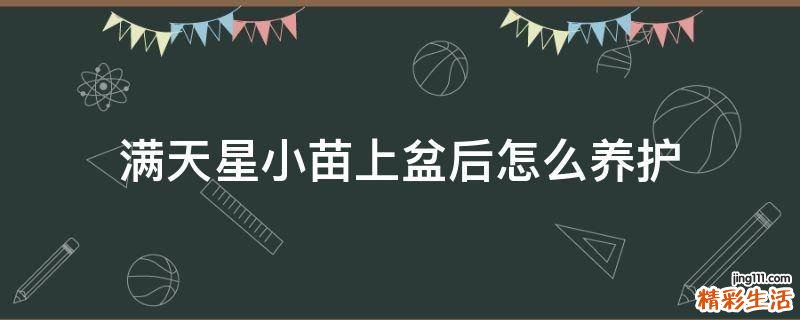 满天星小苗上盆后怎么养护