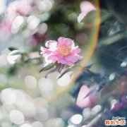 一味中药初雪