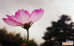 情感性精神障碍的表现