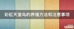 彩虹天堂鸟的养殖方法和注意事项