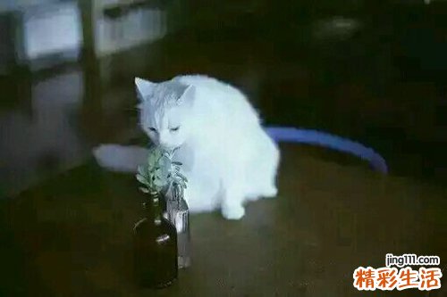 自来血