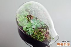 原发性慢性肾上腺皮质功能减退症的诊断