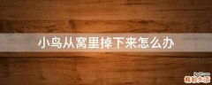小鸟从窝里掉下来怎么办