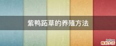 紫鸭跖草的养殖方法