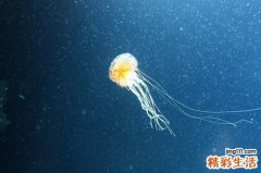 2 虫草菌