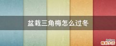 盆栽三角梅怎么过冬