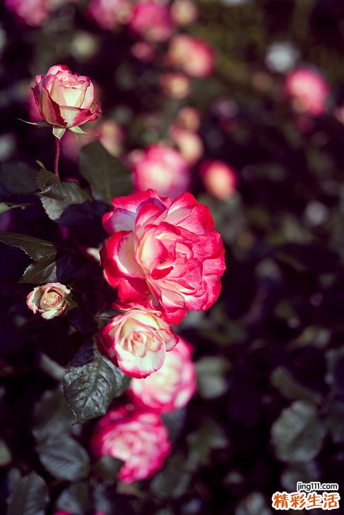 2 木耳的10大药理偏方