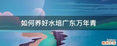 如何养好水培广东万年青