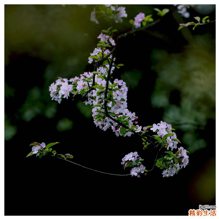 瓜蒌的功效与作用