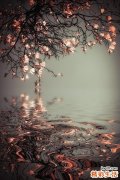 3 油桐根