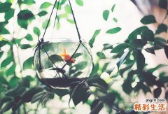 8 天荞麦根