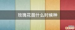 玫瑰花苗什么时候种