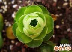 7 天荞麦根