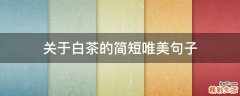 关于白茶的简短唯美句子