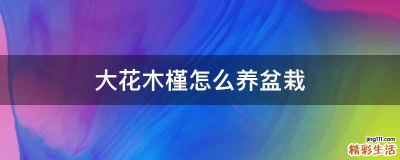 大花木槿怎么养盆栽
