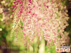 井边茜