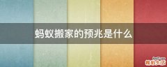 蚂蚁搬家的预兆是什么