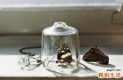 2 白鮮皮的作用