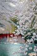 13种食物抗癌防癌 菠菜可以预防肺癌