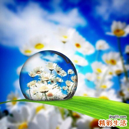 尖连蕊茶根