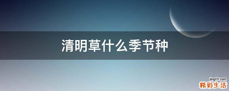 清明草什么季节种