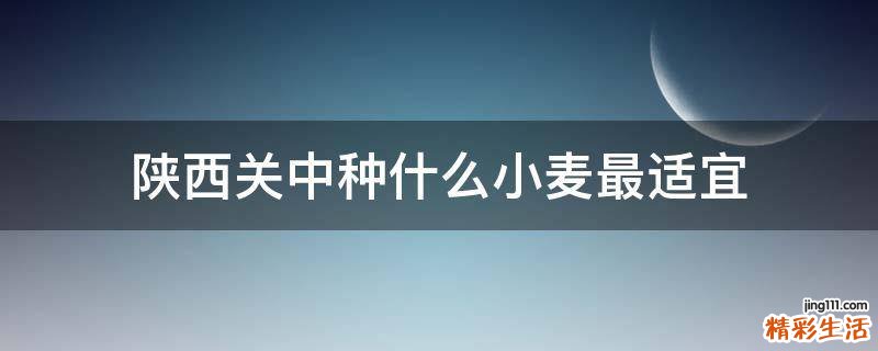 陕西关中种什么小麦最适宜