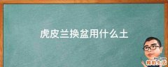 虎皮兰换盆用什么土