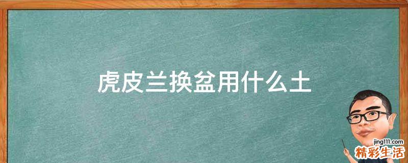 虎皮兰换盆用什么土