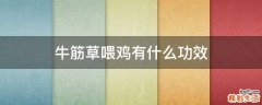 牛筋草喂鸡有什么功效