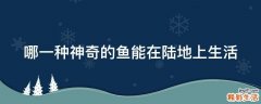 哪一种神奇的鱼能在陆地上生活