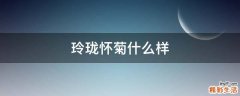 玲珑怀菊什么样