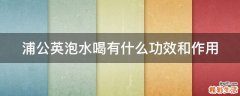 浦公英泡水喝有什么功效和作用