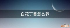 白花丁香怎么养