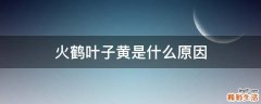 火鹤叶子黄是什么原因